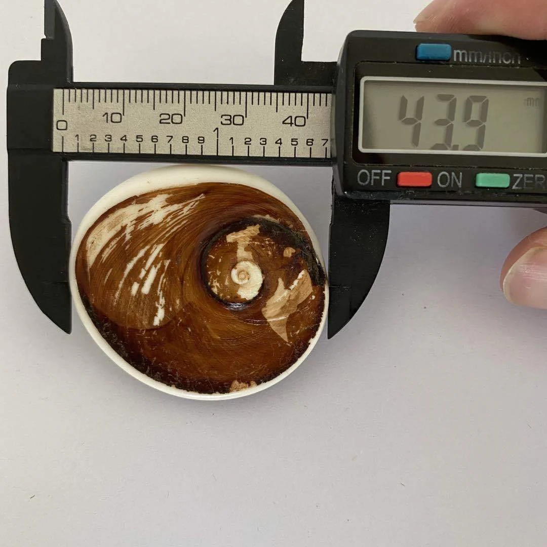 Shell Fossil From Madagascar Wholesale - Image 3