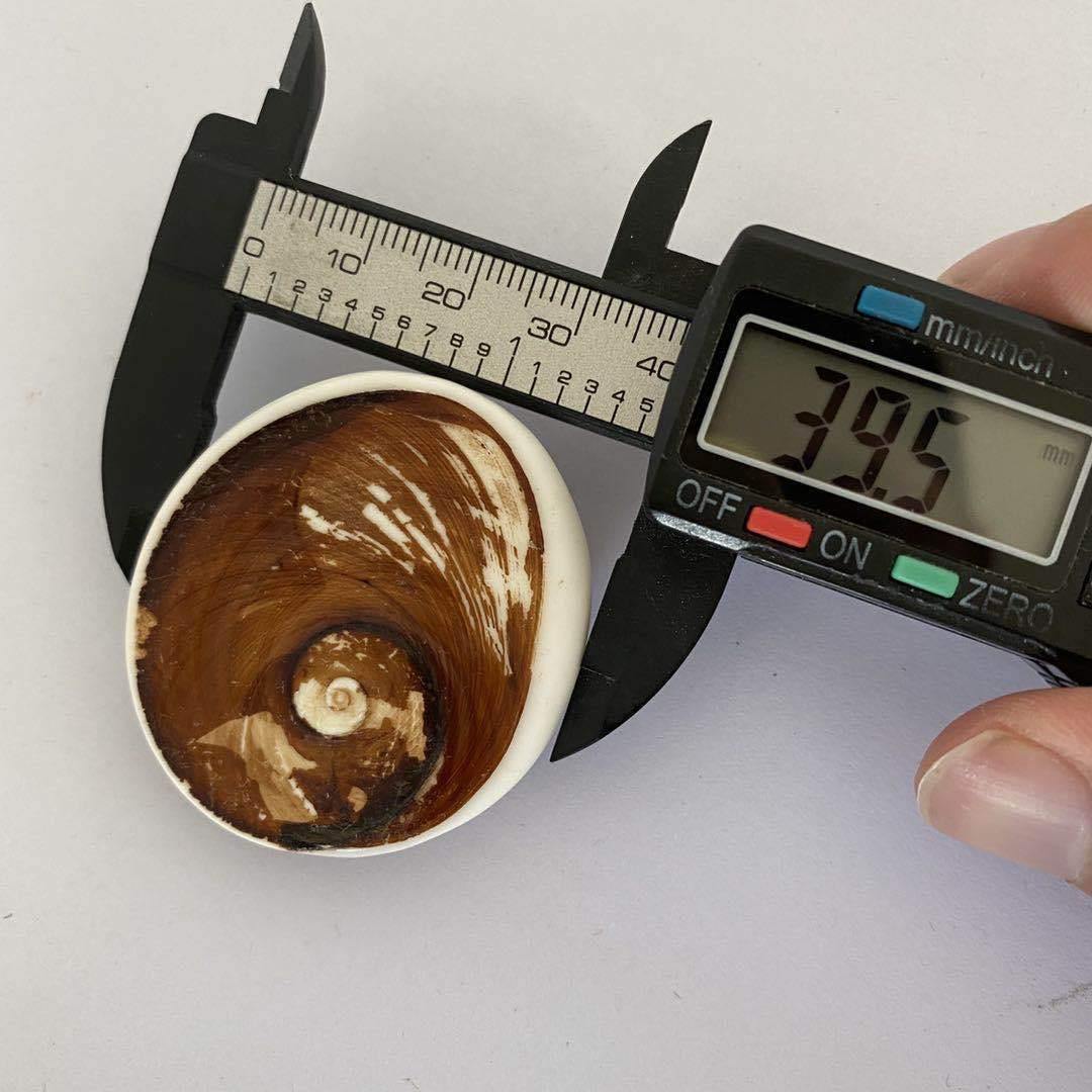 Shell Fossil From Madagascar Wholesale - Image 5