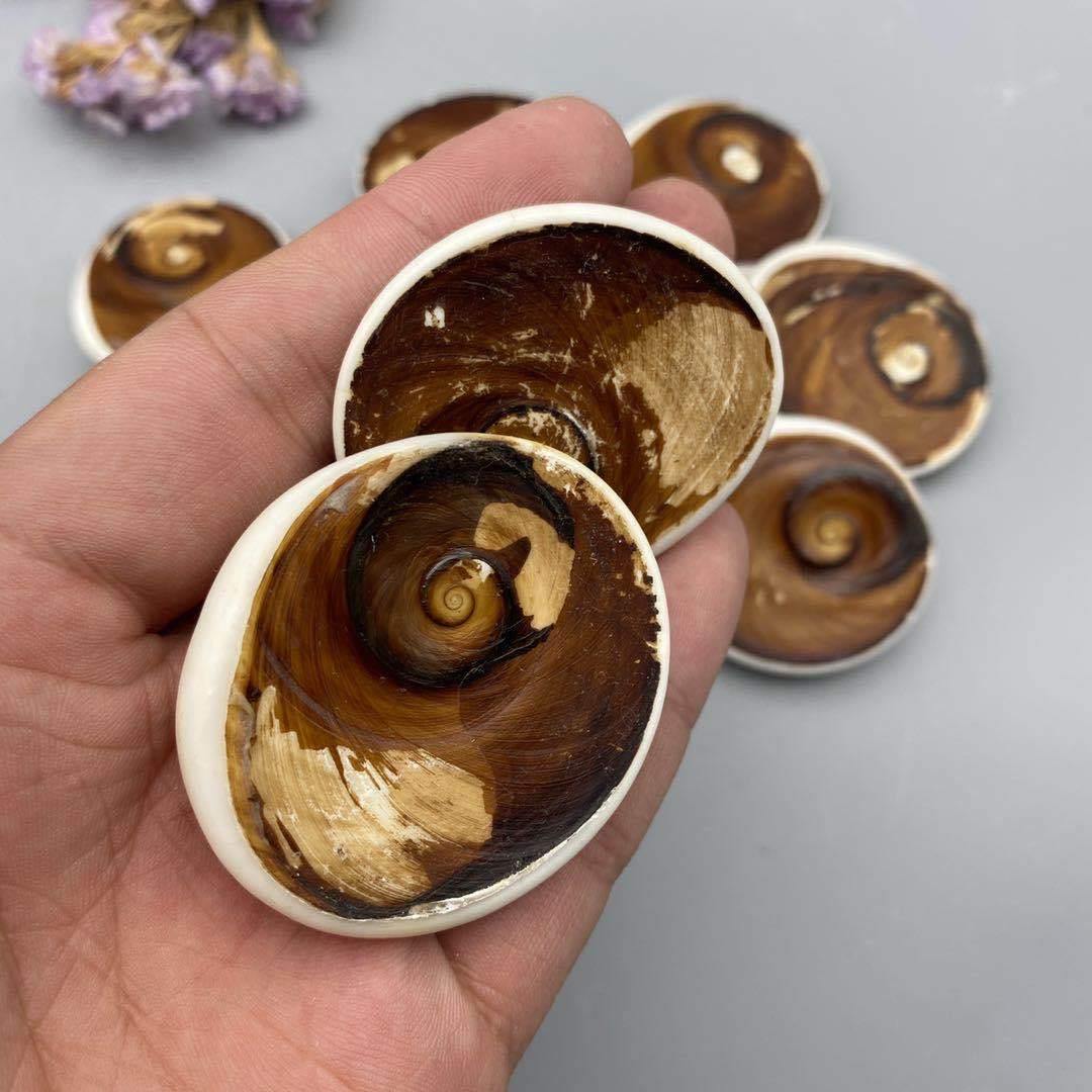 Shell Fossil From Madagascar Wholesale - Image 6